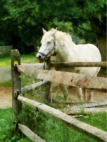 White Horse in Paddock by Susan Savad
