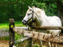 White Horse Looking Away von Susan Savad