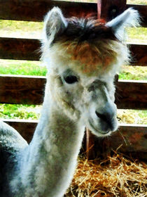 Alpaca Closeup von Susan Savad