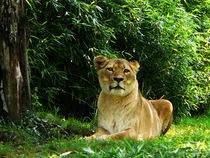 Lady Lion Relaxing by Susan Savad