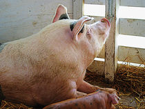 Pig Enjoying the Sun by Susan Savad