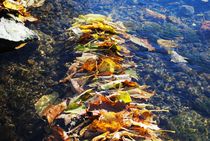 Stacked Autumn Leaves, 2015 von Caitlin McGee