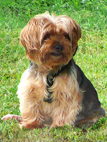 Yorkshire Terrier in Park by Susan Savad