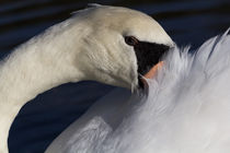 The Shy Swan by David Pyatt