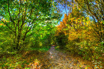 The Early Autumn Forest von David Pyatt