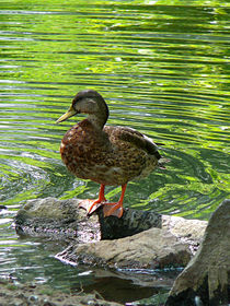 Duck on Rocks by Susan Savad