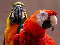Two Parrots Closeup by Susan Savad