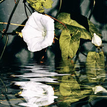 Nah am Wasser -near the water by Chris Berger