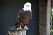 Weißkopfseeadler von Gerhard Köhler