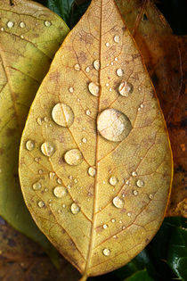 Herbstliches Motiv von Bernhard Kaiser