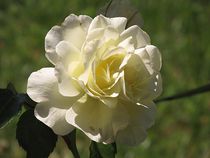 weiße Rose von Angelika  Schütgens