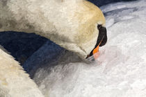 The Preening Swan Art von David Pyatt