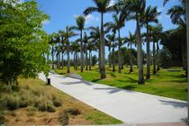 Schatten im Miami Palmenpark von ann-foto