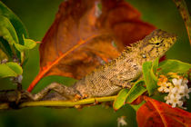 Junger Leguan in Asien by mroppx