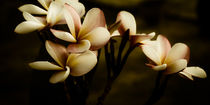 Leelawadee in traurig (Plumeria) by mroppx