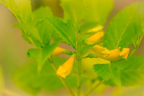 Tropische gelbe Blüte von mroppx