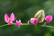 Blüte und Knospen by Bernhard Kaiser