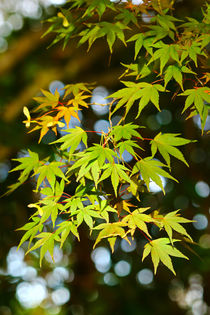 Herbstlaub 4 von Bernhard Kaiser