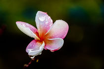 Einzelne Leelawadee mit Regentropfen (Plumeria) by mroppx