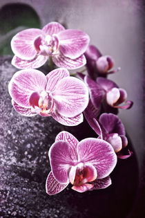 Orchidee von Josephine Mayer-Hartmann