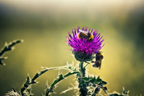 Bees on a Thistle von Vicki Field