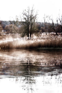 Herbst - Im Auwald von Chris Berger