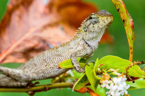 Junger Leguan in Asien by mroppx