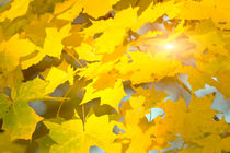 Golden autumn leaves 3 by fraenks