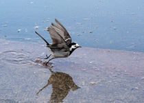 Wagtail at the pond von Yuri Hope