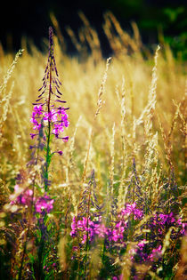 Fireweed Dreams by Vicki Field