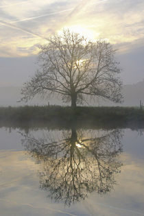 Der Baum im Herbst by Bernhard Kaiser