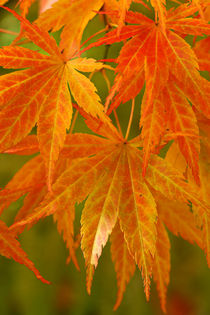 Herbstlaub 3 by Bernhard Kaiser