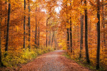 Herbst im Naturpark Schönbuch by Matthias Hauser