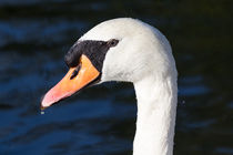 Swan Water Droplets  von David Pyatt