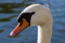 The Watchful Swan von David Pyatt