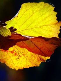 herbstblätter von hedy beith