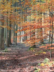 Der Herbst ist da! von photodesign-kerstin-esser