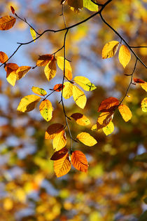 Goldener Herbst I von meleah
