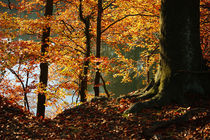 Goldener Herbst IV von meleah