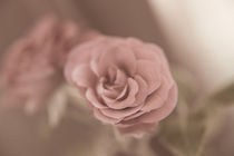 Eine einzelne Rose von oben  Vintage Look by Peter-André Sobota