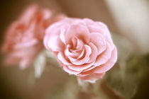 Eine einzelne Rose von oben Pastell  by Peter-André Sobota