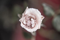 Eine einzelne Rose von oben Orginal by Peter-André Sobota