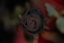 Eine einzelne Rose von oben neon von Peter-André Sobota
