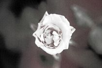 Eine einzelne Rose von oben pencil von Peter-André Sobota