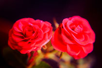 A pair of roses in oil on dark background von Peter-André Sobota