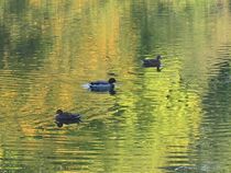 Enten im Grünwasser von Angelika  Schütgens