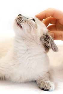 Child Hand and Kitten von moonbloom