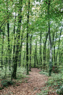 Path Between Trees (Fageda d'en Jordà, Catalonia) by Marc Garrido Clotet