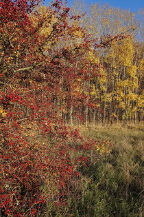 Rot-Gelber Herbst von Ronny Schmidt