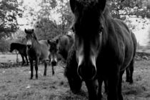 The Horses by Ronny Schmidt